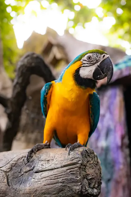 amazonia jungle experience 